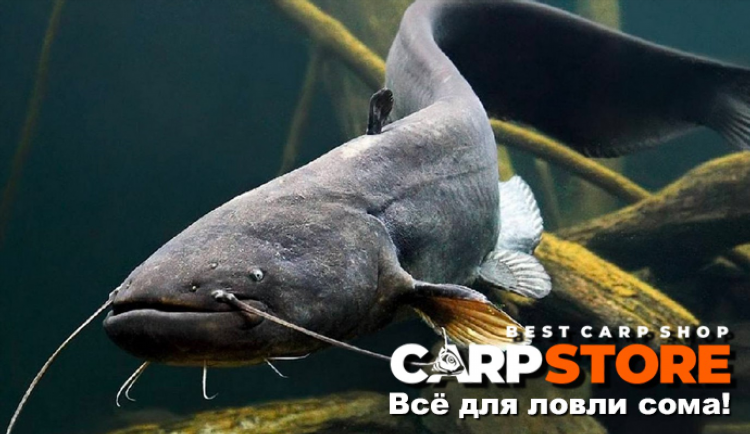 Все для ловли карпа интернет магазин